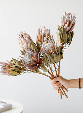 南非帝王花干花 非洲进口高端北欧ins软装装饰轻奢白色公主菩提花
