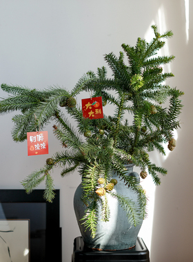 莲花果松干花植物真花手工diy装饰树制作客厅氛围感摆件南洋杉枝