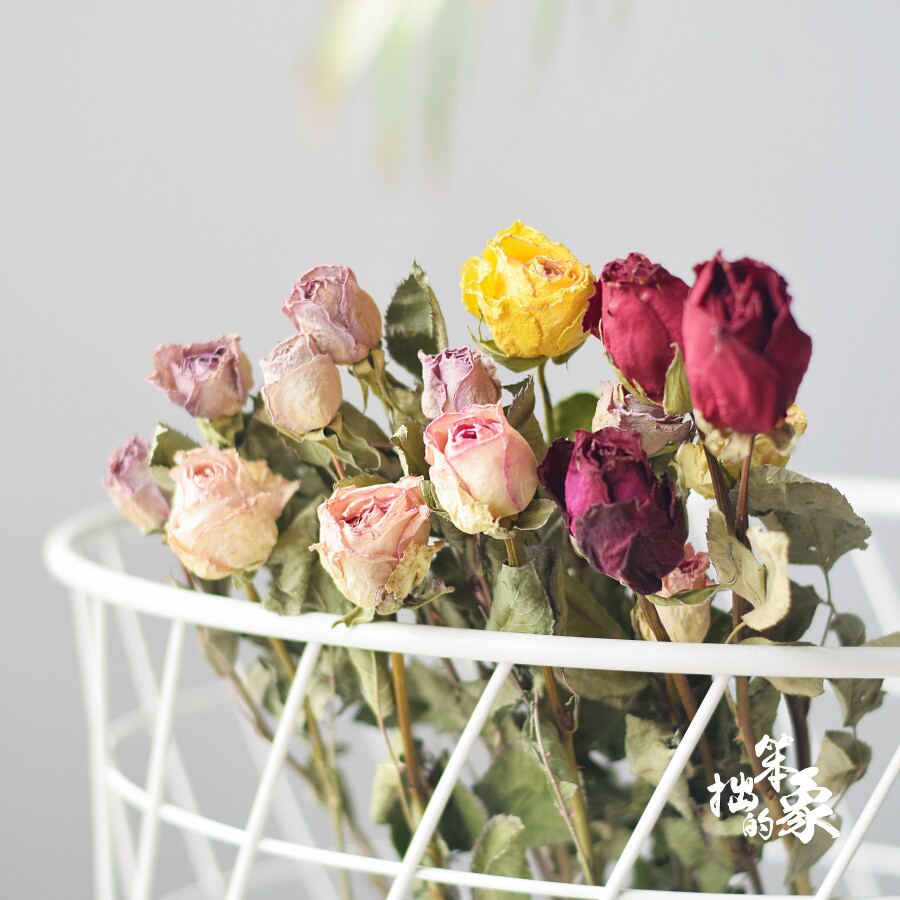 玫瑰干花花束 天然风干真花北欧ins网红房间装饰服装店橱窗干燥花