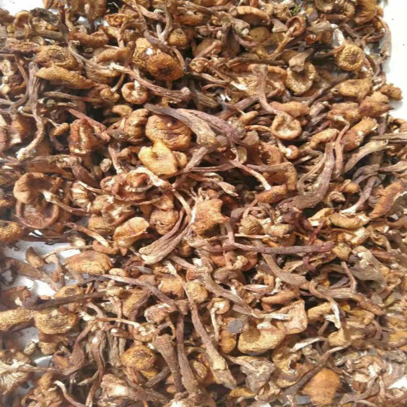 东北榛蘑菇山珍干货草蘑小鸡炖蘑菇新鲜头茬小蘑菇芽500g包邮