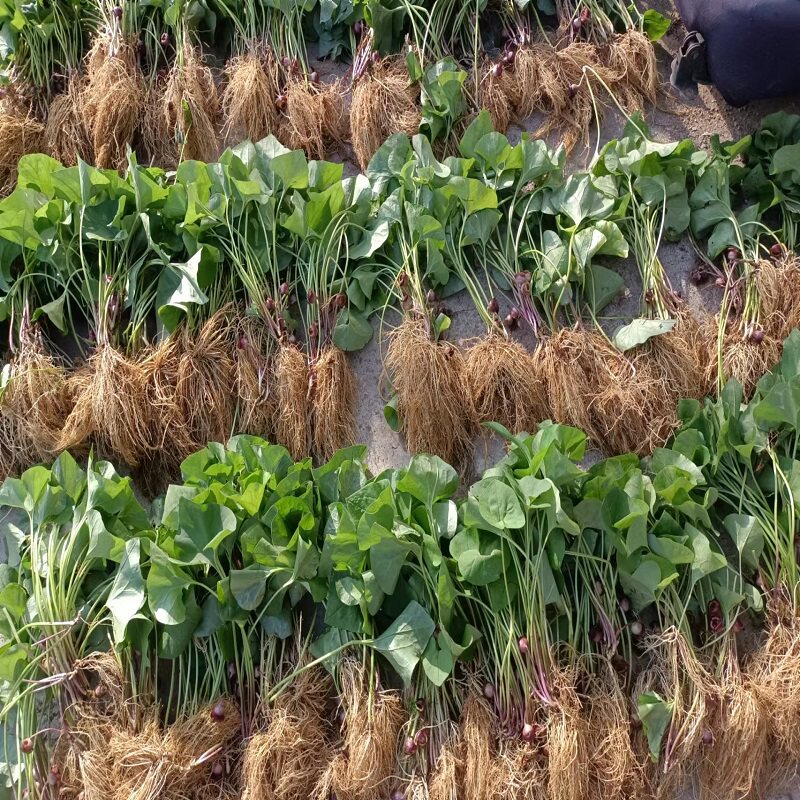 东北细辛 细辛叶 长白山野生中药材 细参灯盏草少辛四两麻 金盆草