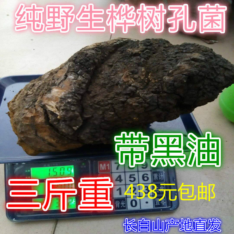桦树黄长白山桦褐孔菌白桦茸黑油桑黄树泪松树菌3斤整块灵芝