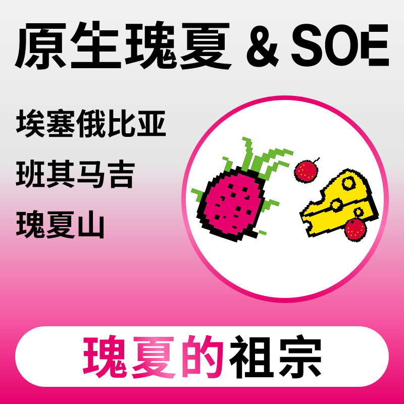 捌比特埃塞GUJI原生瑰夏咖啡豆