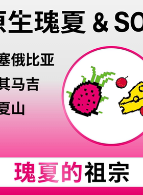 捌比特埃塞瑰夏山原生瑰夏新鲜浅烘焙单品手冲精品咖啡豆粉250g