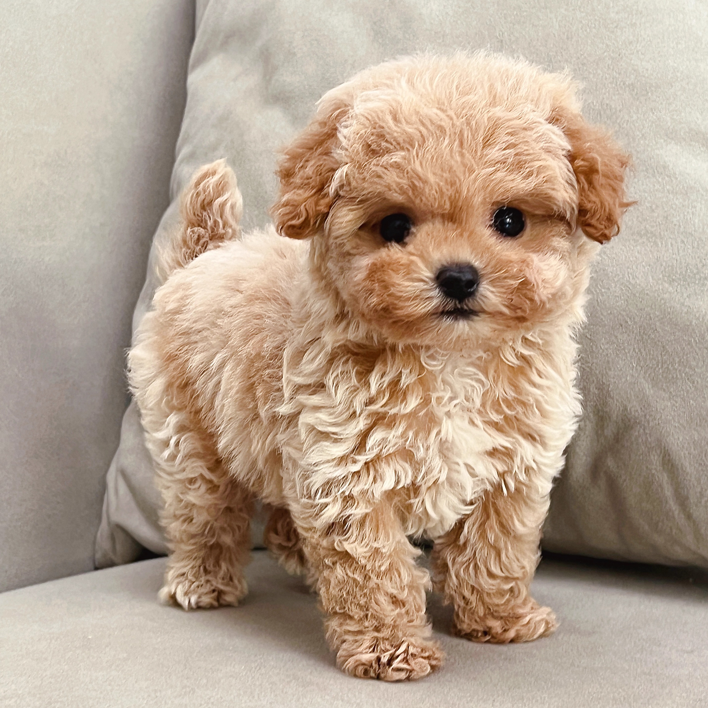 【笑脸萌宠】香槟色泰迪犬幼崽贵宾犬小型犬活体宠物狗小体型