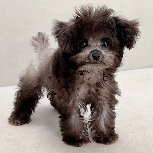 【笑脸萌宠】小型犬灰色泰迪幼犬贵宾犬宠物狗活物长不大狗狗