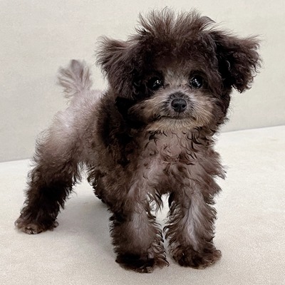 【笑脸萌宠】小型犬灰色泰迪幼犬贵宾犬宠物狗活物长不大狗狗