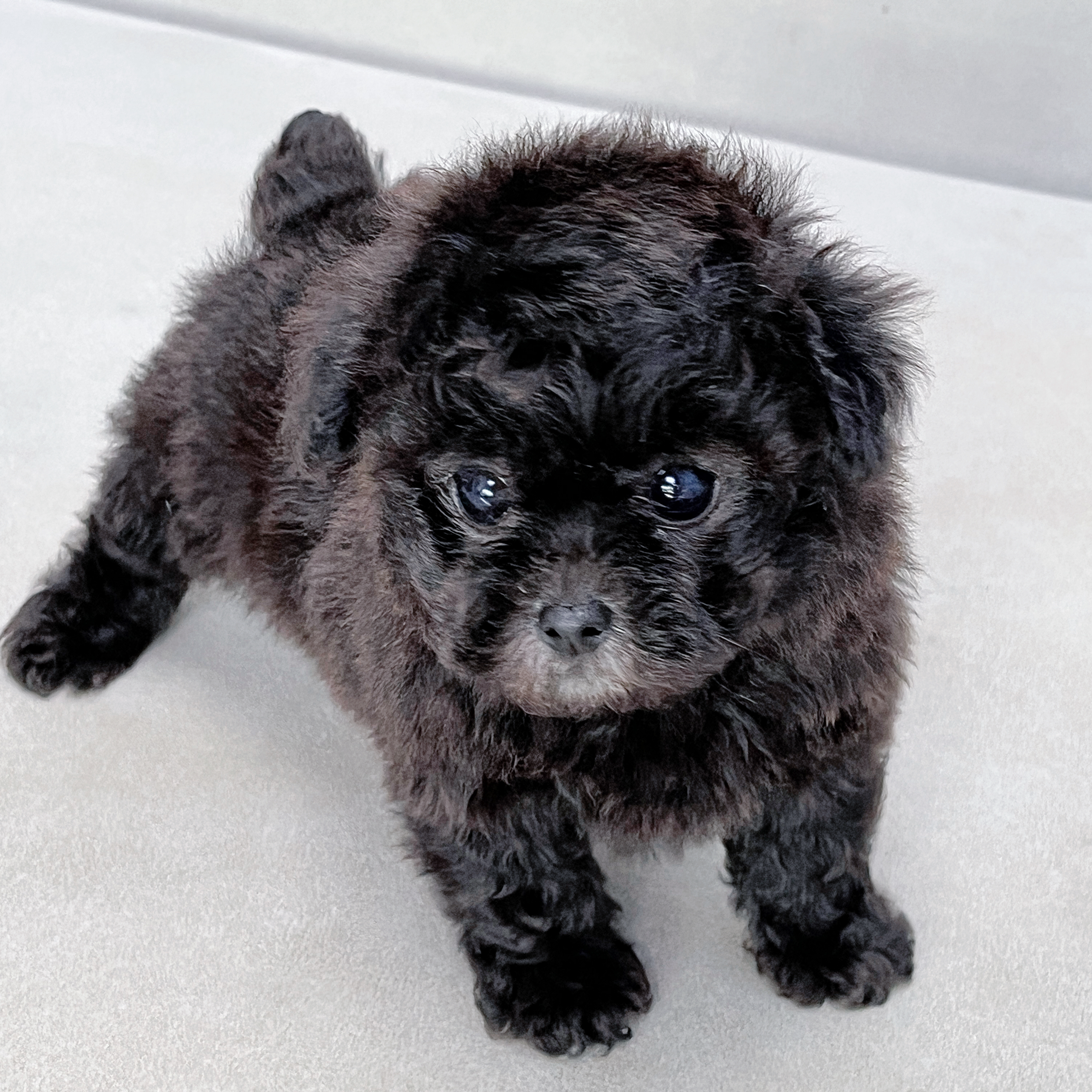 【笑脸萌宠】泰迪幼犬纯种活体灰色泰迪狗狗宠物狗小体型