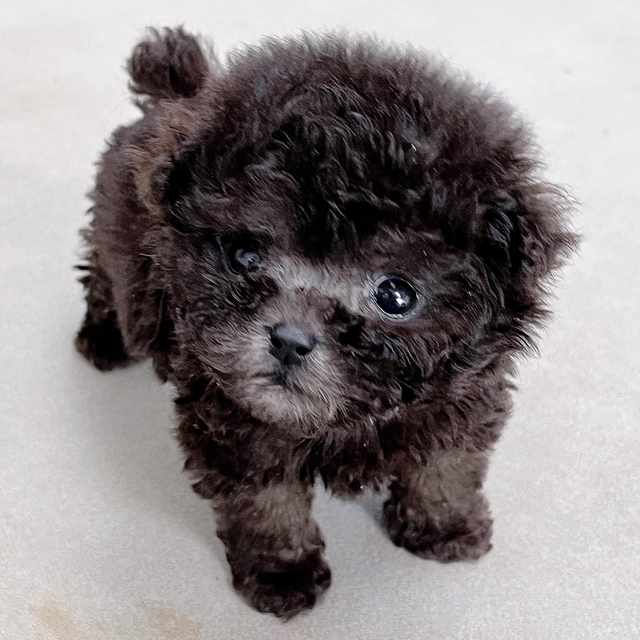 【笑脸萌宠】灰色泰迪犬幼崽超小体茶杯犬贵宾犬活体宠物狗长不大