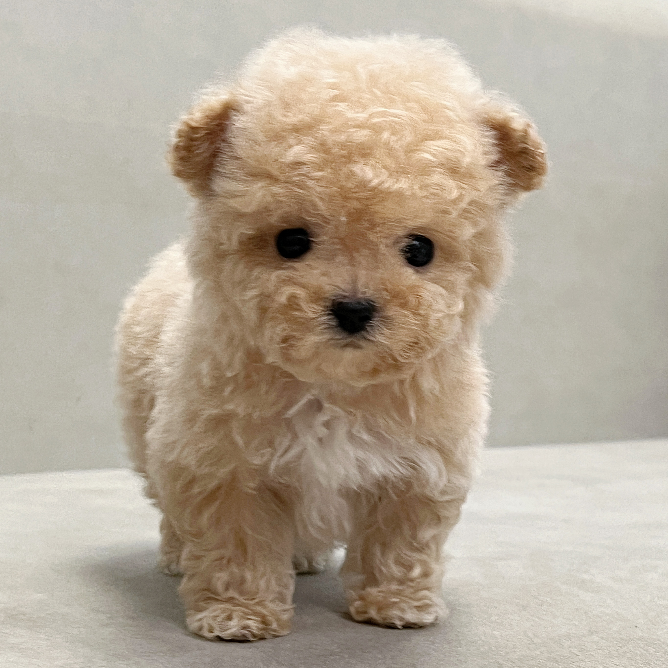 【笑脸萌宠】小体小玩具体茶杯体贵宾犬狗狗贵宾犬泰迪活物,宠物/宠物食品及用品,狗狗,淘宝优惠券,粉丝福利购,淘宝优惠卷