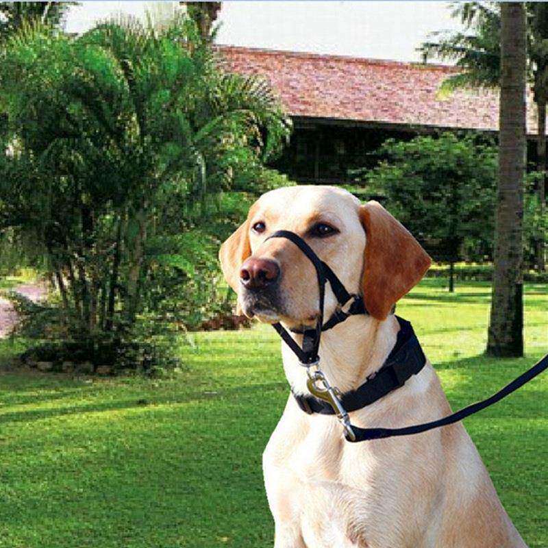 宠物遛狗嘴套嘴绳口环狗嘴鼻环训犬防暴冲防咬防叫拉狗牵引绳链包