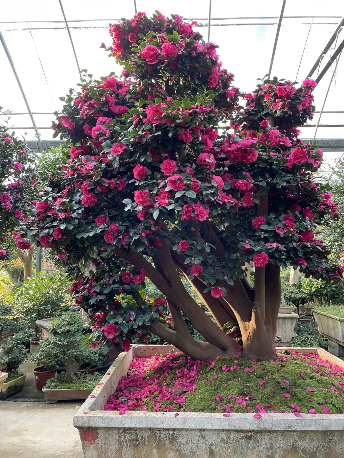 大型茶梅盆景树桩红花造型老桩植物四季常青庭院园林种植摆放实物