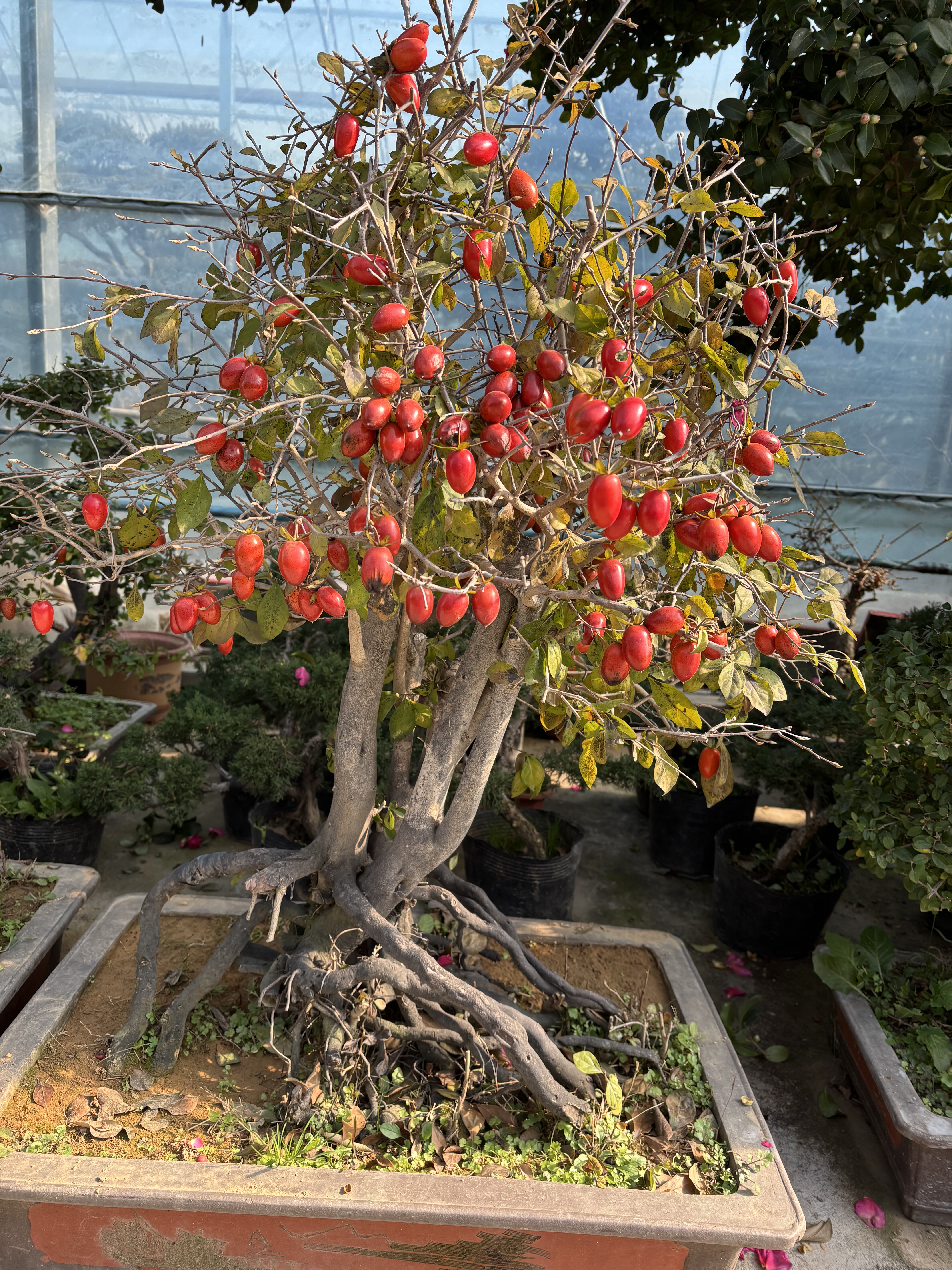 老鸭柿盆景老桩 挂果吉祥果造型盆景中型摆放盆景阳台庭院盆栽花