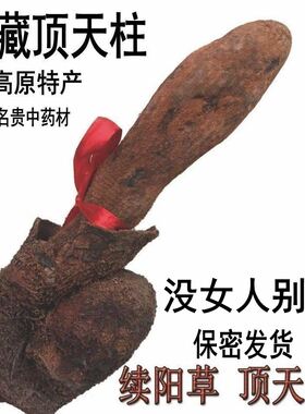 西藏顶天柱野生续阳草持久泡茶