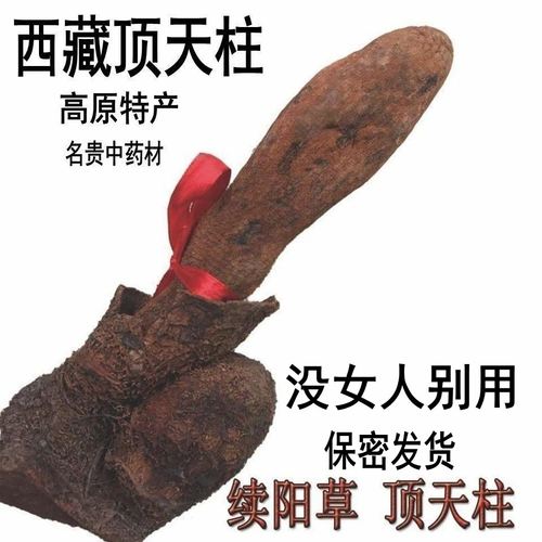 西藏顶天柱野生续阳草持久泡茶