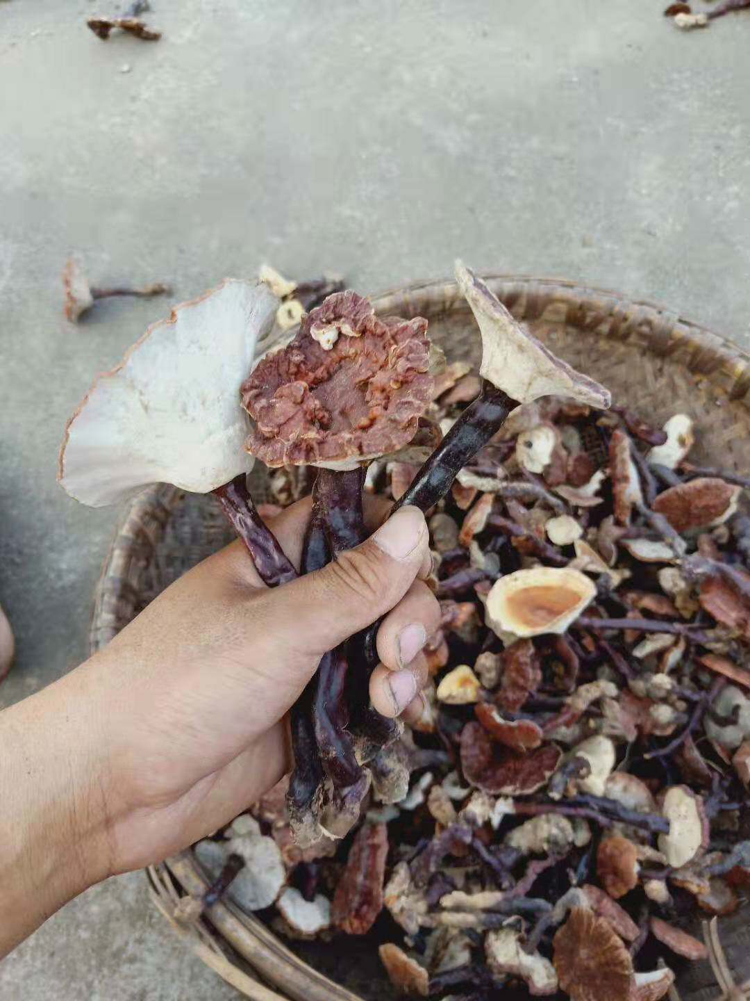 河南深山野生灵芝 灵芝草 纯天然 微苦 赤灵芝 整枝 微苦草灵芝