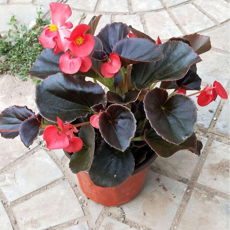 四季海棠丽格海棠花盆栽室内庭院四季开花秋海棠玻璃翠大花重瓣
