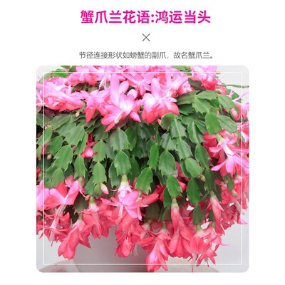 蟹爪兰盆栽带花苞多肉绿植物好养