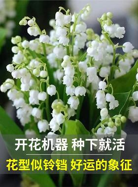铃兰花苗盆栽进口种球花籽种子四