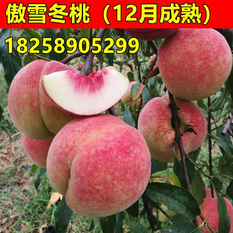 嫁接桃树苗 极晚熟桃树苗 傲雪冬桃树苗南北方种植盆栽地栽果树苗