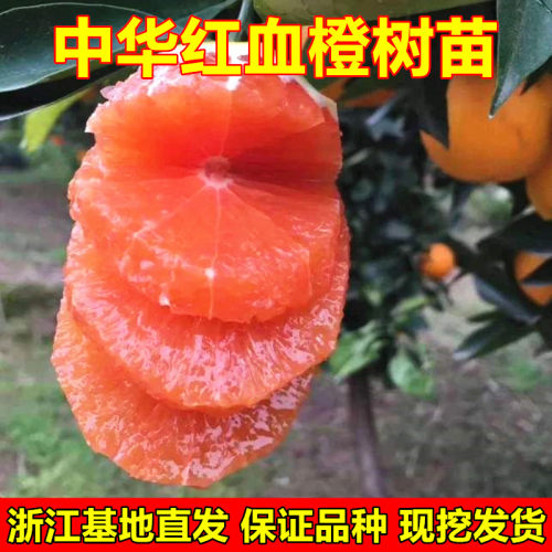 秭归血橙苗中华红血橙树苗脐橙苗