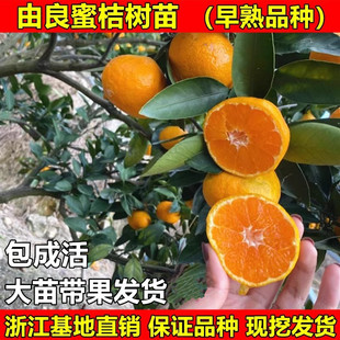 特早熟蜜桔苗 由良蜜桔树苗 温州蜜桔无核蜜桔柑橘苗橘子树苗包邮