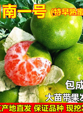 日南一号蜜桔苗特早熟蜜桔树苗
