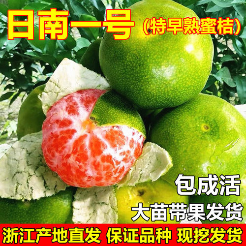 日南一号蜜桔苗特早熟蜜桔树苗