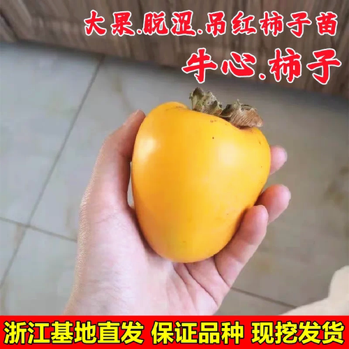 牛心柿子树苗柿子苗盆栽地栽果树