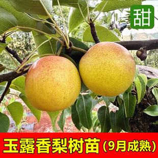 玉露香梨树苗 玉露香梨苗 嫁接梨树苗 庭院香梨子苗 南方北方种植