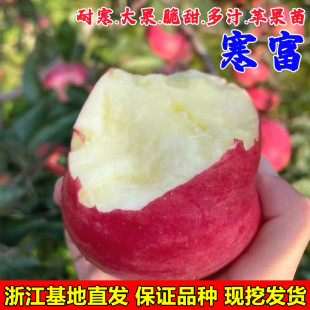 寒富苹果树苗嫁接抗寒红富士苹果树南方北方种植富硒品种当年结果