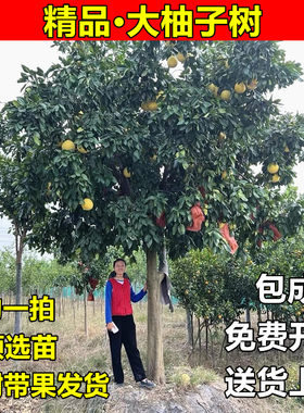 庭院别墅地栽大柚子树苗红心蜜柚马家柚胡柚大树葡萄柚琯溪蜜柚树
