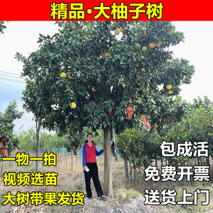 庭院别墅地栽大柚子树苗红心蜜柚马家柚胡柚大树葡萄柚琯溪蜜柚树