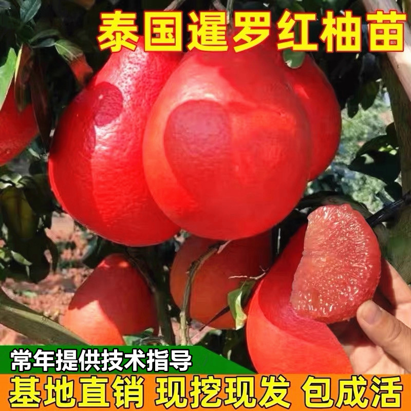 柚子树苗暹罗红柚果树苗带土球图片