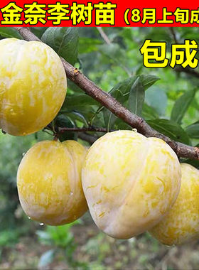 黄金奈李树苗 嫁接李子树苗 油奈李子苗 当年结果适合南北方种植