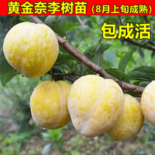 黄金奈李树苗 嫁接李子树苗 油奈李子苗 当年结果适合南北方种植