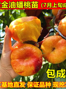 黄金油蟠桃树苗蟠桃苗扁桃树苗