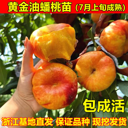 黄金油蟠桃树苗蟠桃苗扁桃树苗