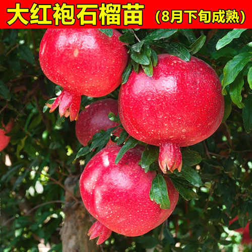 大红袍石榴树苗大果软籽甜石榴苗