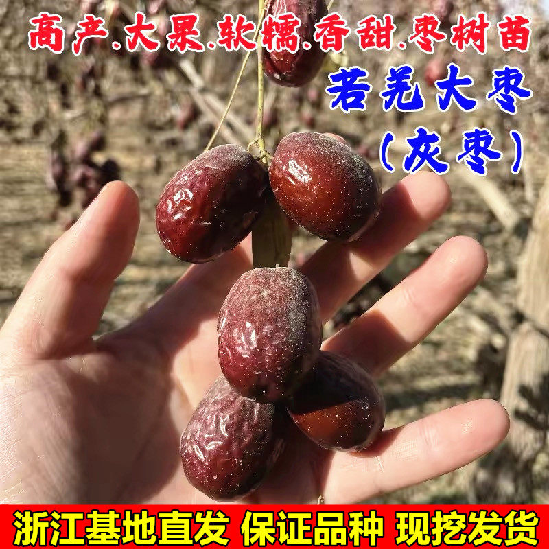 新疆大灰枣树苗大红枣树苗 灰枣苗 枣子树苗适合南方北方种植