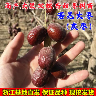 新疆大灰枣树苗大红枣树苗 灰枣苗 枣子树苗适合南方北方种植
