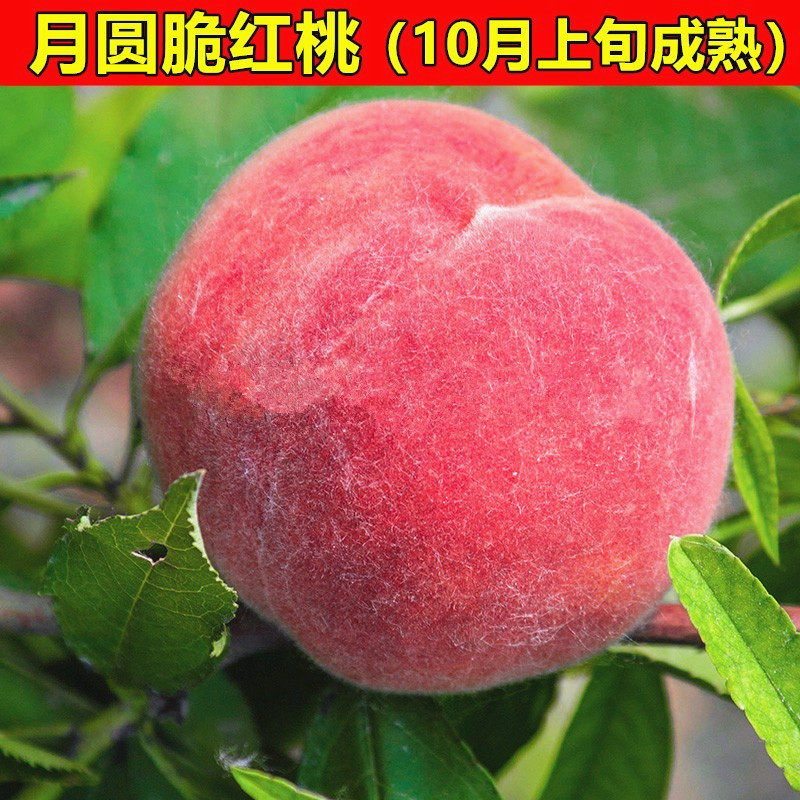 国庆宴会重点推荐&mdash;月圆脆红桃树苗中秋桃王晚熟桃树苗南北方种植
