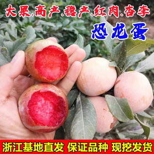 美国恐龙蛋李树苗嫁接红心李子树苗血丝李树苗美国杏李苗当年结果