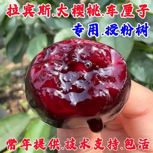 自花授粉樱桃树苖嫁接拉宾斯大樱桃苗授粉树车厘子树苗南北方种植