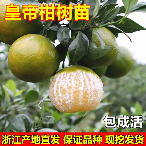 皇帝柑苗贡柑苗皇帝柑树苗