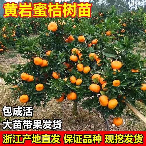 无核蜜桔苗橘子树苗黄岩蜜桔树苗