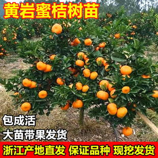 黄岩无核蜜桔苗 黄岩蜜桔树苗 柑橘苗橘子树苗带果南方种植果树苗