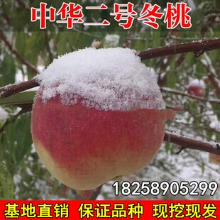 嫁接桃树树苗 中华二号冬桃树苗 极晚熟冬桃苗 南北方种植果树苗