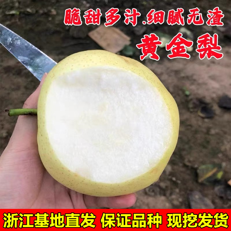 黄金梨树苗大梨苗嫁接梨树苗