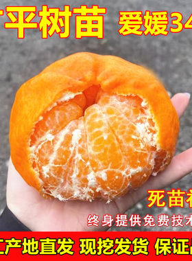 爱媛34号杂柑苗甘平树苗